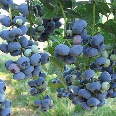 Голубика ЛИБЕРТИ в Волгограде