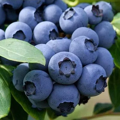 Голубика СПАРТАН в Волгограде