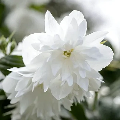 Жасмин МИНЕСОТА СНОУФЛЕЙК в Волгограде