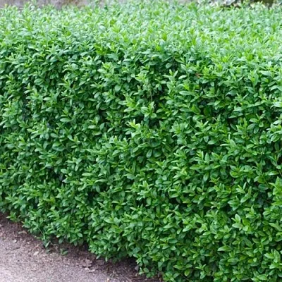 Бирючина обыкновенная АТРОВИРЕНС в Волгограде