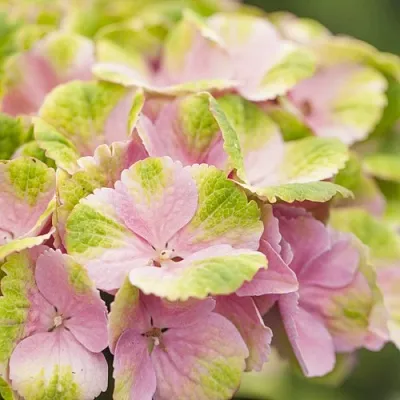 Гортензия МЭДЖИКАЛ КРИСТАЛЛ крупнолистная  Гортензия МЭДЖИКАЛ КРИСТАЛЛ крупнолистная в Волгограде