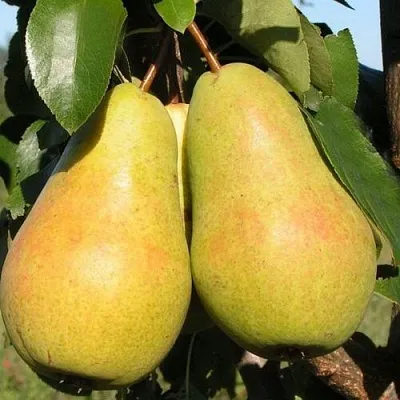 Груша ЧИЖОВСКАЯ  Груша ЧИЖОВСКАЯ в Волгограде