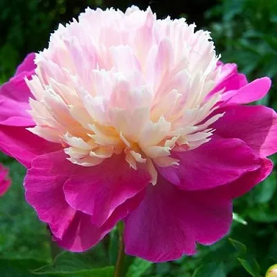 Пион ГЕЙ ПАРИ травянистый  Пион ГЕЙ ПАРИ травянистый в Волгограде