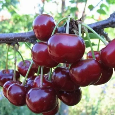 Вишня НОРД СТАР в Волгограде
