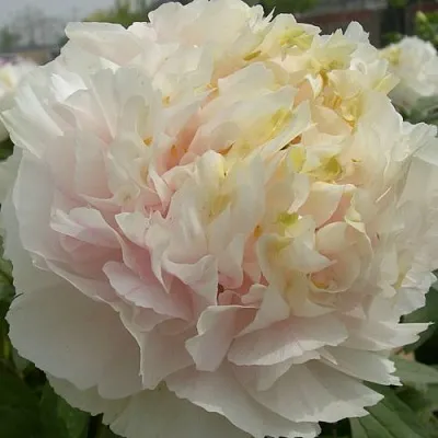 Пион ЗОЛОТОЙ ИЗУМРУД древовидный в Волгограде