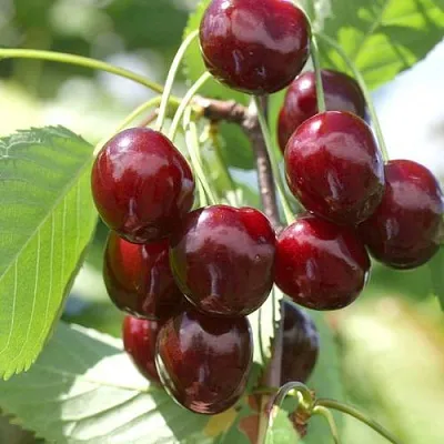 Черешня ОВСТУЖЕНКА  Черешня ОВСТУЖЕНКА в Волгограде