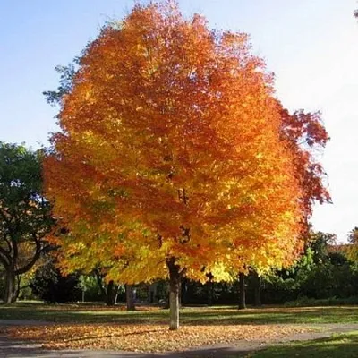 Клен серебристый  Клен серебристый в Волгограде