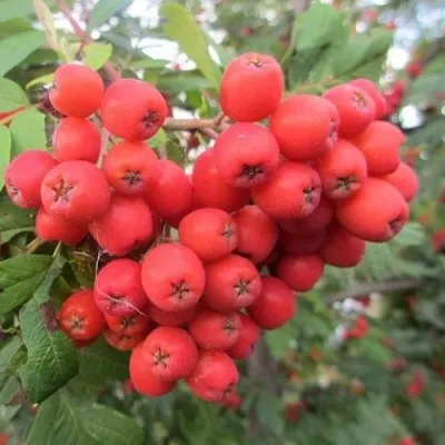 Рябина НЕВЕЖИНСКАЯ сладкоплодная — описание сорта Рябина НЕВЕЖИНСКАЯ сладкоплодная в Волгограде