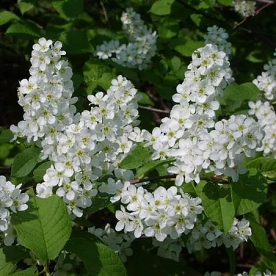 Черемуха ПАМЯТИ САЛАМАТОВА  Черемуха ПАМЯТИ САЛАМАТОВА в Волгограде