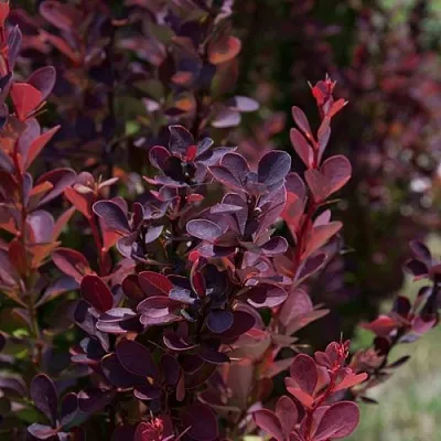 Барбарис ХЕЛМОНД ПИЛЛАР тунберга  Барбарис ХЕЛМОНД ПИЛЛАР тунберга в Волгограде