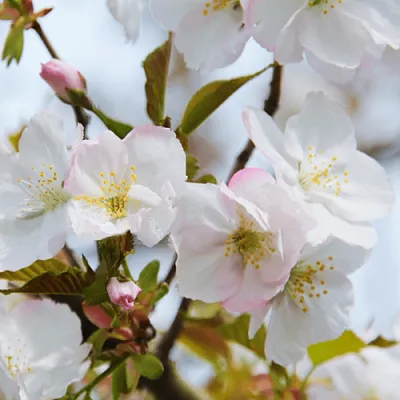 Вишня ОКАМЕ  Вишня ОКАМЕ в Волгограде