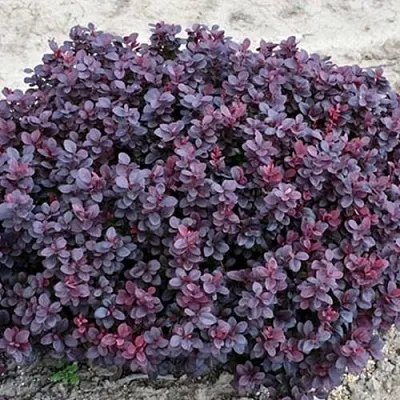 Барбарис КОНКОРД тунберга  Барбарис КОНКОРД тунберга в Волгограде