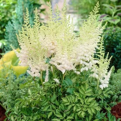 Астильба МИЛК ЭНД ХАНИ китайская в Волгограде