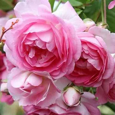 Саженцы роз ЖАСМИНА плетистая  Саженцы роз ЖАСМИНА плетистая в Волгограде