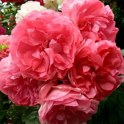 Саженцы роз РОЗЕУМ ЮТЕРСОН плетистая  Саженцы роз РОЗЕУМ ЮТЕРСОН плетистая в Волгограде