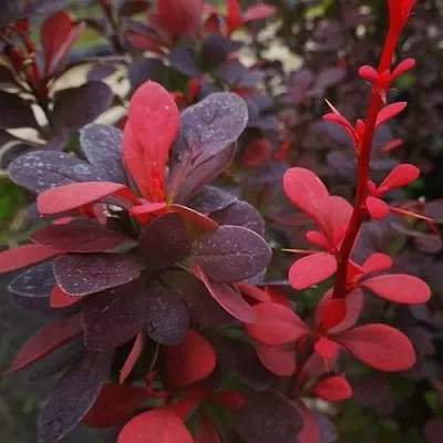 Барбарис РЕД ПИЛЛАР тунберга  Барбарис РЕД ПИЛЛАР тунберга в Волгограде