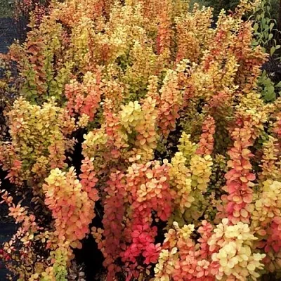 Барбарис САММЕР САНСЕТ тунберга  Барбарис САММЕР САНСЕТ тунберга в Волгограде