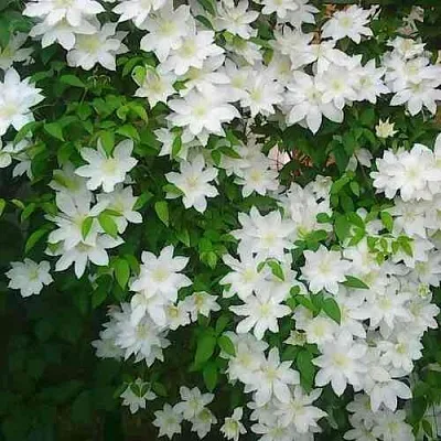 Клематис ТОКИ  Клематис ТОКИ в Волгограде