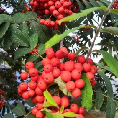 Рябина НЕВЕЖИНСКАЯ сладкоплодная — описание сорта Рябина НЕВЕЖИНСКАЯ сладкоплодная в Волгограде