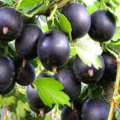 Крыжовник ЧЕРНОМОР — описание сорта Крыжовник ЧЕРНОМОР в Волгограде