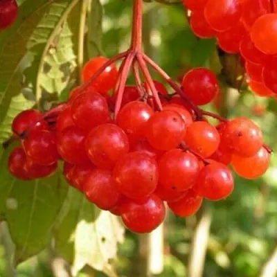 Калина ПАМЯТИ ВАЛЕНТИНЫ  Калина ПАМЯТИ ВАЛЕНТИНЫ в Волгограде