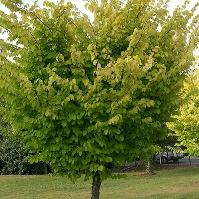 Вяз обыкновенный  Вяз обыкновенный в Волгограде