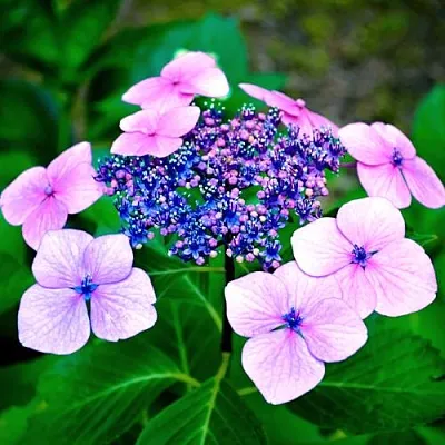 Гортензия БЛЮБЕРД пильчатая  Гортензия БЛЮБЕРД пильчатая в Волгограде