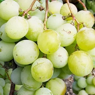 Виноград КЕША МУСКАТ  Виноград КЕША МУСКАТ в Волгограде