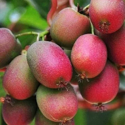 Актинидия ВЕЙКИ аргута  Актинидия ВЕЙКИ аргута в Волгограде