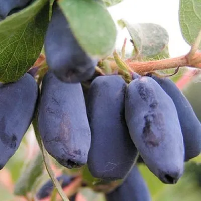 Жимолость съедобная ЛАКОМКА в Волгограде