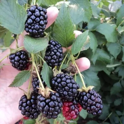 Ежевика ОУАЧИТА бесшипная — описание сорта Ежевика ОУАЧИТА бесшипная в Волгограде