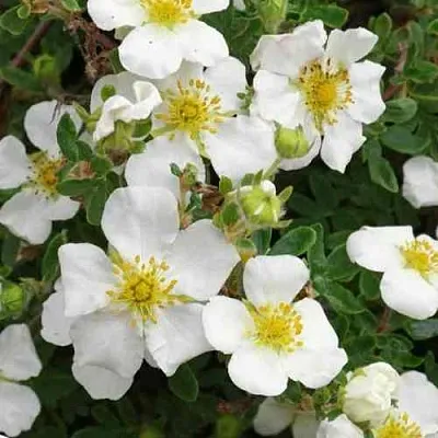 Лапчатка ТИЛФОРД КРИМ кустарниковая в Волгограде