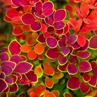 Барбарис ОРАНЖ САНРАЙЗ тунберга  Барбарис ОРАНЖ САНРАЙЗ тунберга в Волгограде