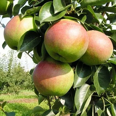 Груша КУПАЛА  Груша КУПАЛА в Волгограде