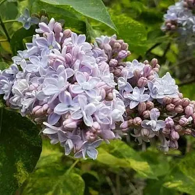 Сирень АУКУБАФОЛИЯ  Сирень АУКУБАФОЛИЯ в Волгограде