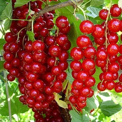 Смородина красная ЙОНКЕР ВАН ТЕТС в Волгограде