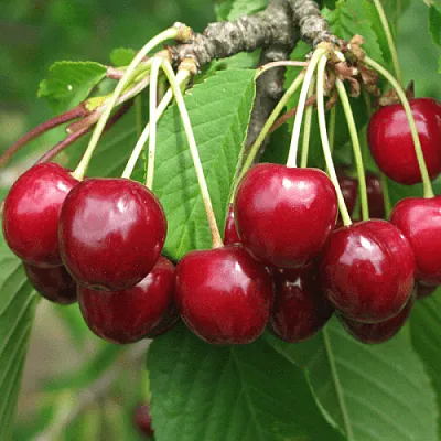 Черешня ГРОНКОВАЯ  Черешня ГРОНКОВАЯ в Волгограде