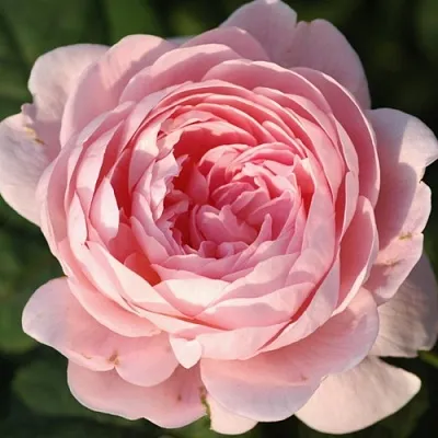 Саженцы роз КУИН ОФ СУИДЕН английская  Саженцы роз КУИН ОФ СУИДЕН английская в Волгограде