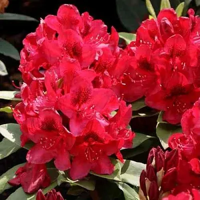 Рододендрон МАТАДОР  Рододендрон МАТАДОР в Волгограде