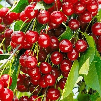 Вишня БРУСНИЦЫНА степная  Вишня БРУСНИЦЫНА степная в Волгограде