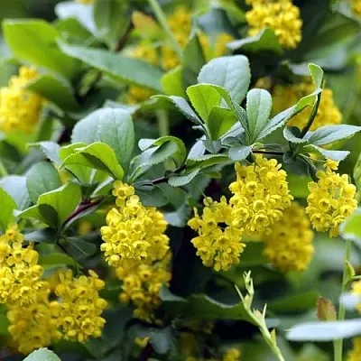 Барбарис корейский  Барбарис корейский в Волгограде