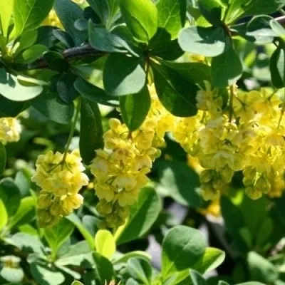 Барбарис ИНДИАН САММЕР   Барбарис ИНДИАН САММЕР  в Волгограде