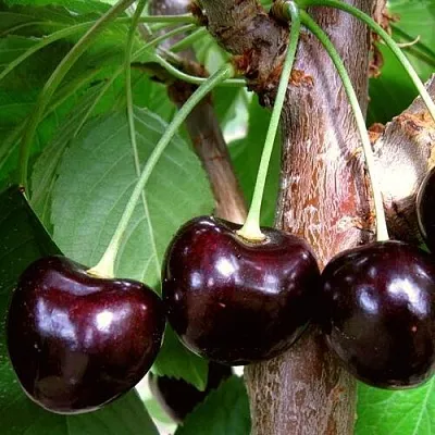 Черешня ДОНЕЦКИЙ УГОЛЁК  Черешня ДОНЕЦКИЙ УГОЛЁК в Волгограде