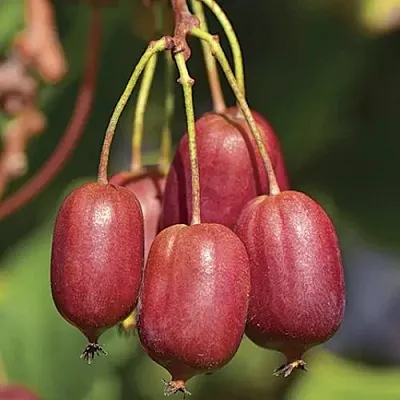 Актинидия СКАРЛЕТ СЕПТЕМБЕР аргута  Актинидия СКАРЛЕТ СЕПТЕМБЕР аргута в Волгограде