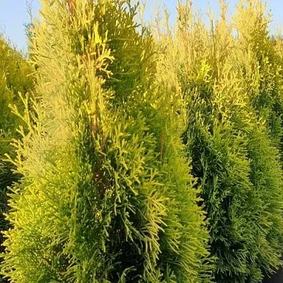 Туя ГОЛДЕН СМАРАГД западная  Туя ГОЛДЕН СМАРАГД западная в Волгограде