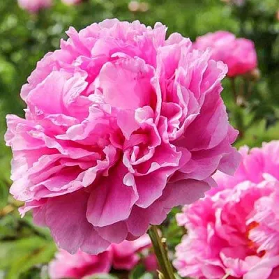 Пион АЛЕКСАНДР ФЛЕМИНГ травянистый  Пион АЛЕКСАНДР ФЛЕМИНГ травянистый в Волгограде