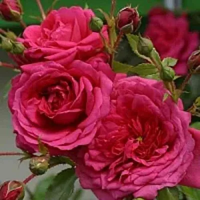 Саженцы роз ЛАГУНА плетистая  Саженцы роз ЛАГУНА плетистая в Волгограде