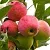 Яблоня МЕЧТА в Волгограде