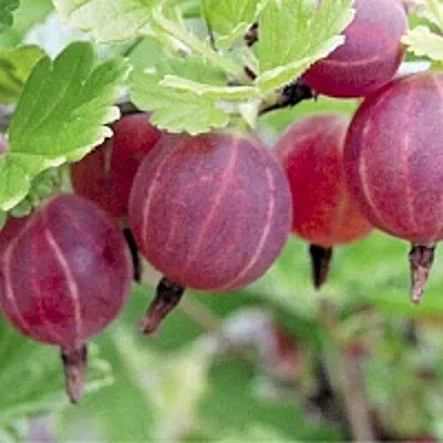 Крыжовник РАВОЛТ в Волгограде