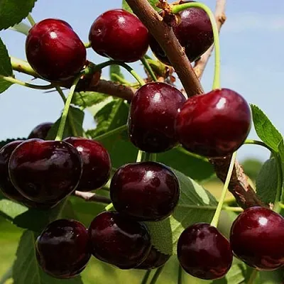 Вишня РОВЕСНИЦА  Вишня РОВЕСНИЦА в Волгограде